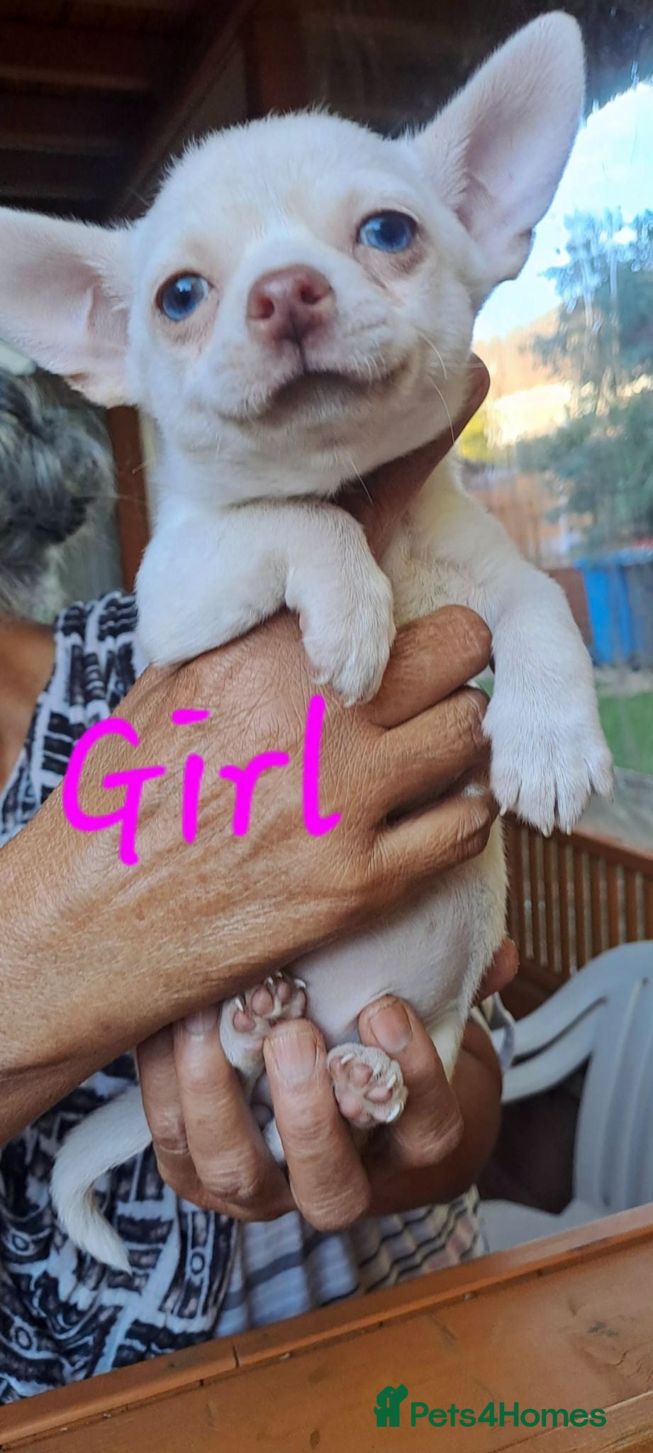 Chihuahua dogs One beautiful blue eyed chihuahua girl left - Advert 2