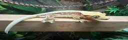 Gecko reptiles for sale: Red Tri Colour Drippy Lily White Crested Gecko - Advert 2