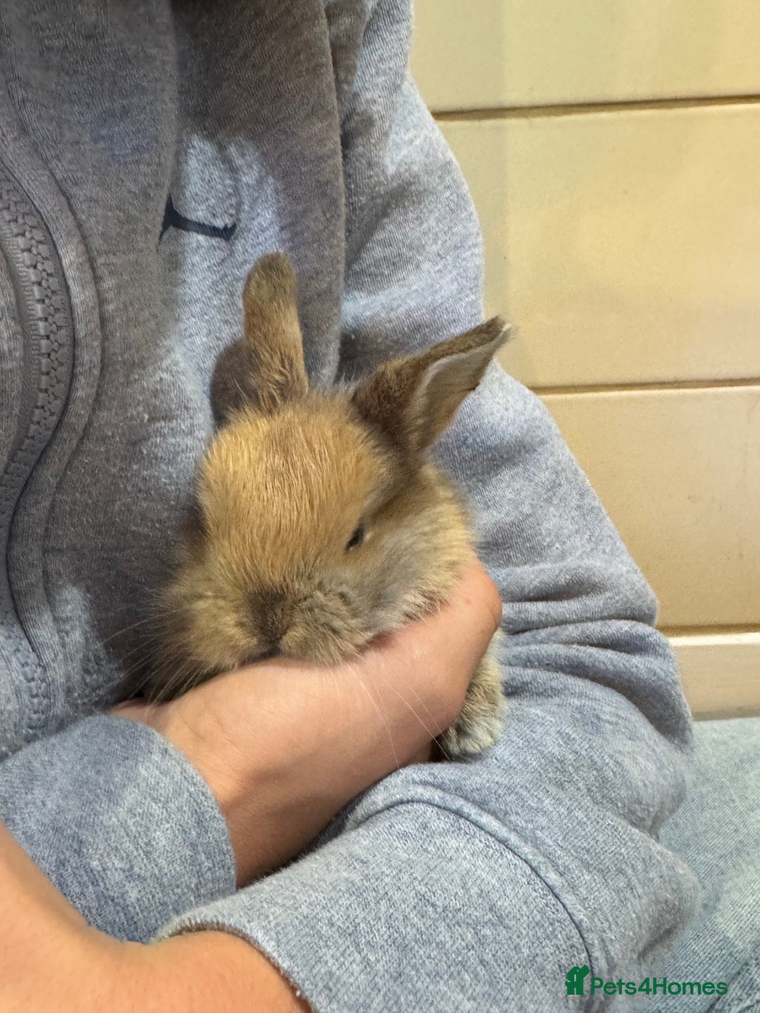 Mini Lop rabbits for sale: 8 beautiful lops  - Image 8
