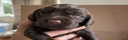 Cocker Spaniel dogs for sale: Working cocker pups in Tadley - Advert 13