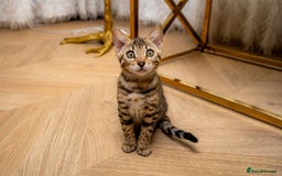 Bengal cats for sale: Bailey-TICA Bengal Girl, Excellent Genetic & Look - Image 10