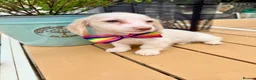Miniature Dachshund dogs for sale: Piebald & Cream Longhairs  - Advert 5
