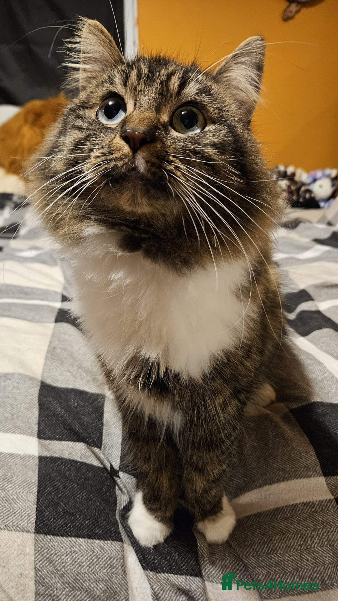 Norwegian Forest Cat cats for sale: For rehome norweigin forest cross ragdoll  - Advert 5