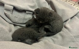 Russian Blue cats for sale: Two beautiful girl Russian blues 🫶 - Image 14