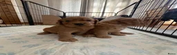Cocker Spaniel dogs for sale: Golden KC registered cocker spaniel puppies - Advert 6