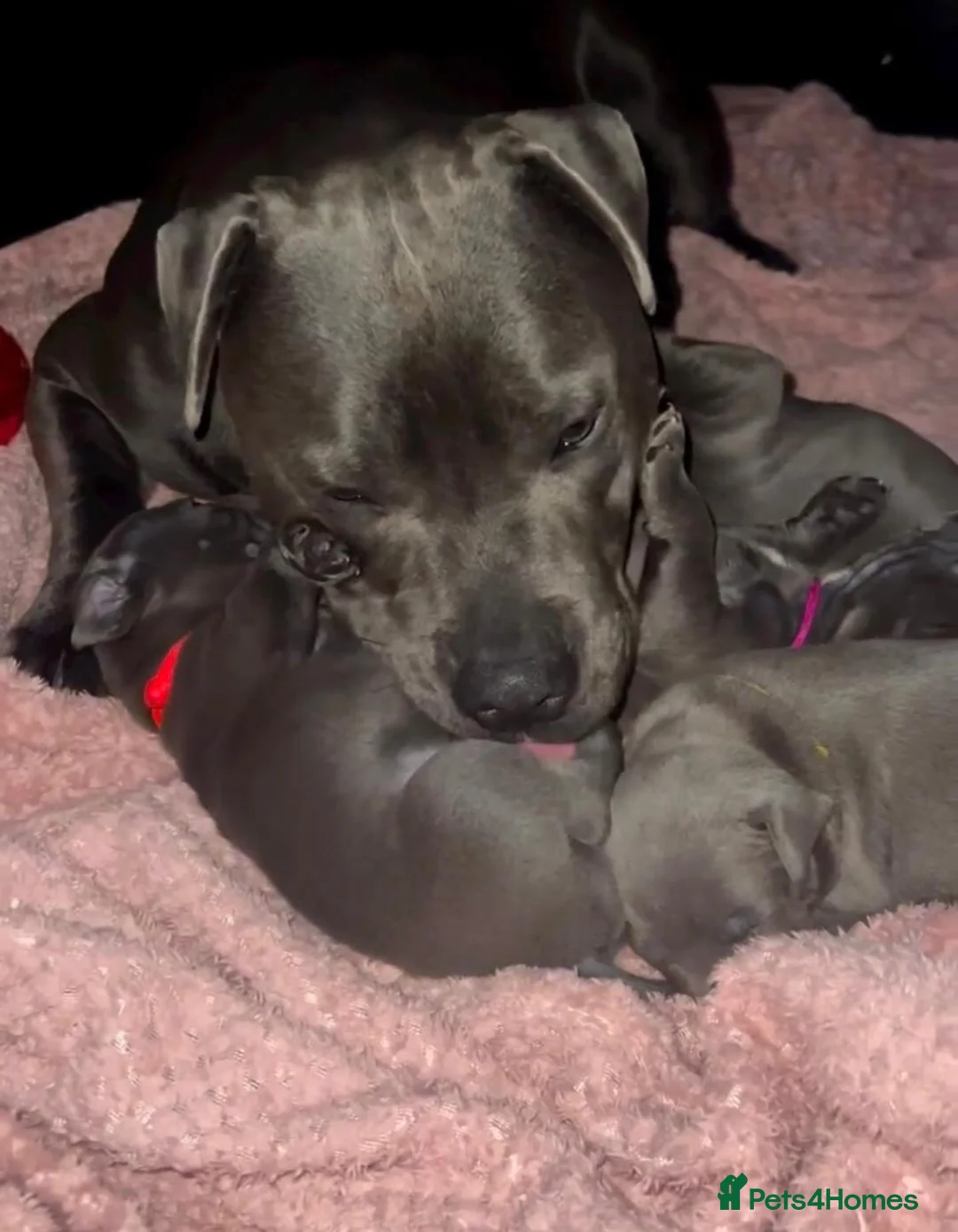 Staffordshire Bull Terrier dogs for sale: Blue Staffordshire bull terrier puppies in Luton - Advert 12