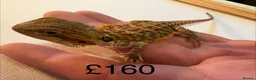 Bearded Dragon reptiles for sale: Beautiful baby bearded dragons  - Advert 3