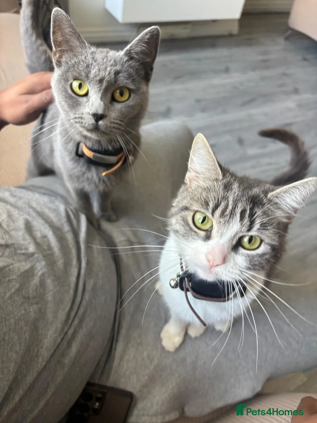 British Shorthair cats for sale: 2 cats for a new home in Bolton - Advert 1