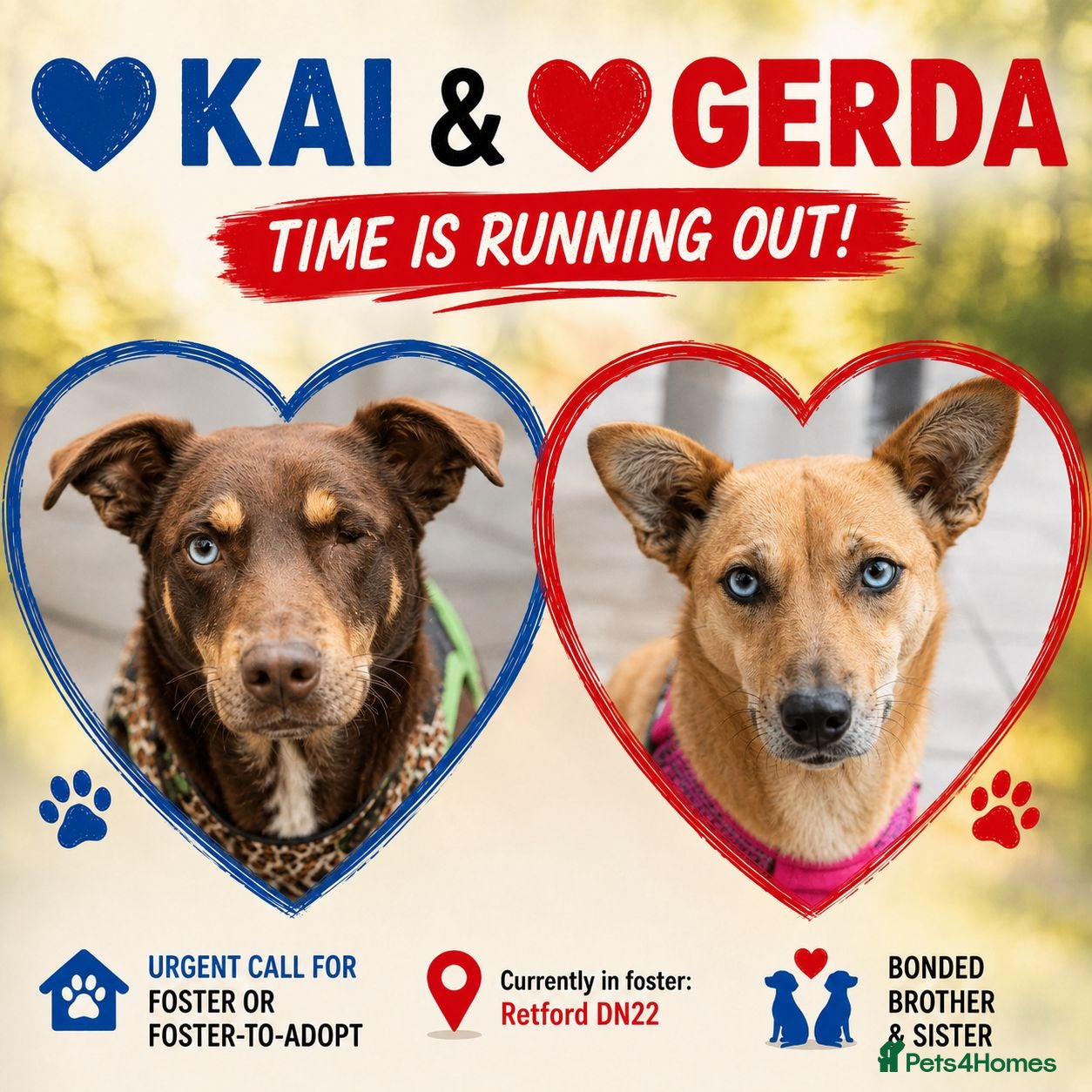 Mixed Breed dogs 💙🐶 KAI & ❤️GERDA- BONDED AND SIMPLY PERFECT - Advert 1