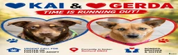 Mixed Breed dogs for adoption: 💙🐶 KAI & ❤️GERDA- BONDED AND SIMPLY PERFECT in Retford - Advert 1