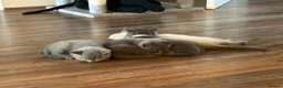 British Shorthair cats for sale: BRITISH SHORTHAIR KITTENS  - Advert 7