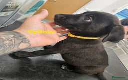 Mixed Breed dogs for sale: 3 puppies left. We have 2 girls and a boy  - Image 3