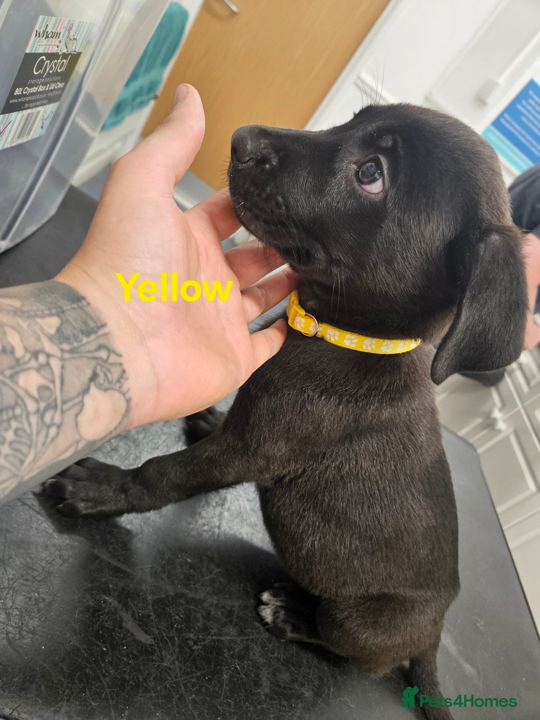 Mixed Breed dogs for sale: 3 puppies left. We have 2 girls and a boy  - Image 3
