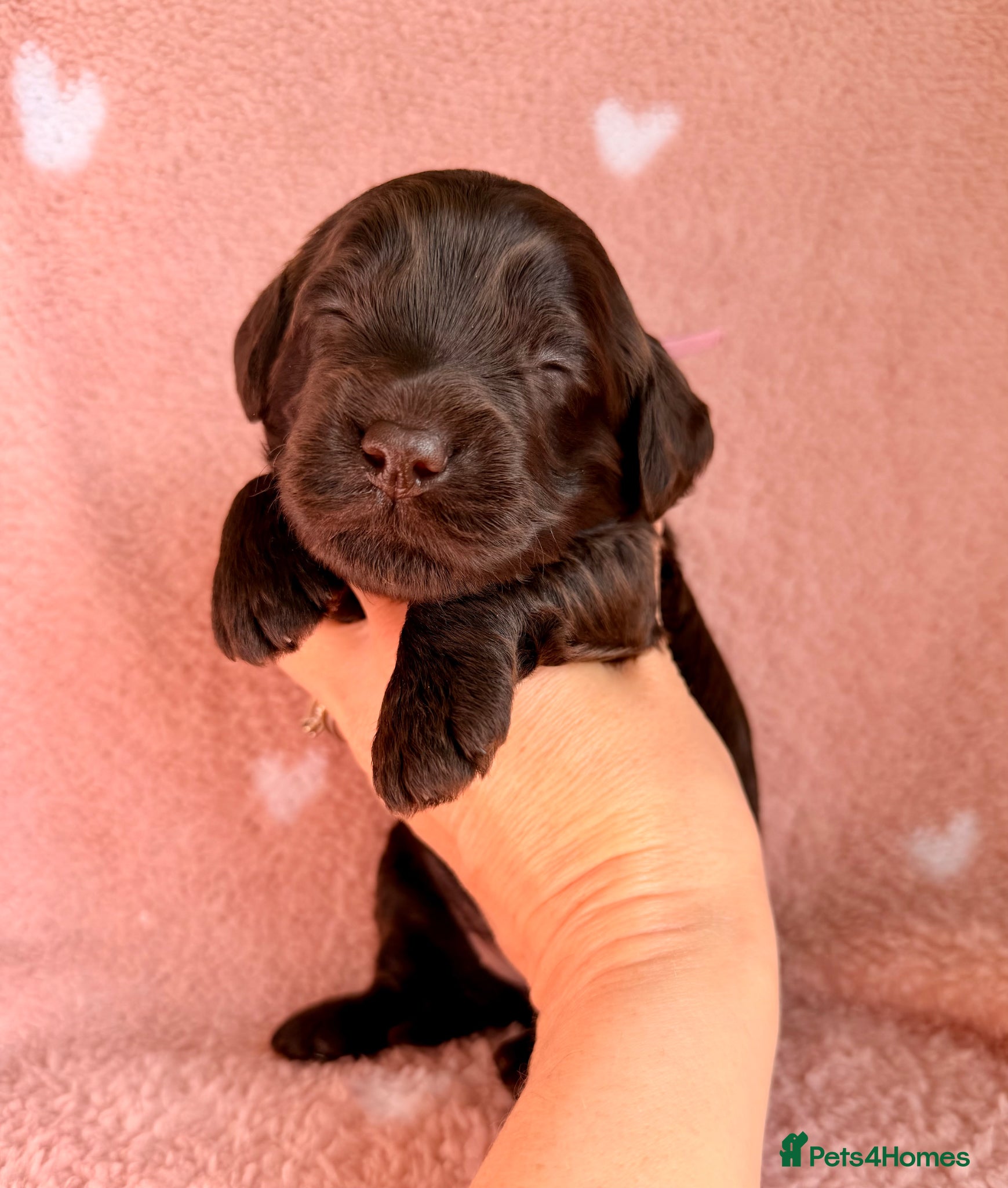 Cockapoo dogs F1b Cockapoos due 24th May - Advert 18