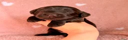 Cockapoo dogs for sale: F1b Cockapoos due 24th May - Advert 8