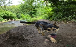Mixed Breed dogs for sale: Name: Jinx - Image 3