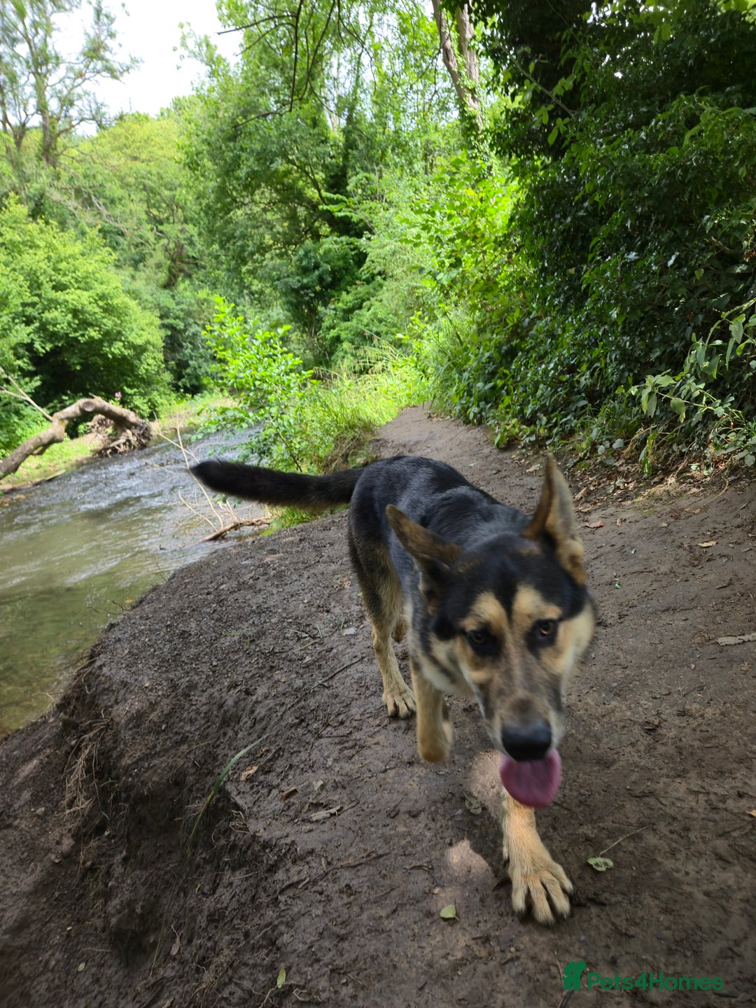 Mixed Breed dogs for sale: Name: Jinx - Image 3