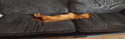 Labrador Retriever dogs for sale: Labrador Puppy needs a new home - Advert 6
