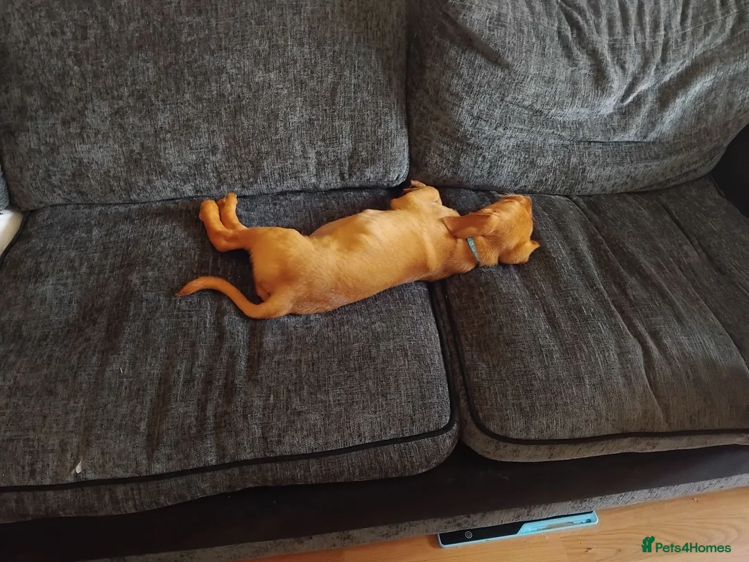Labrador Retriever dogs for sale: Labrador Puppy needs a new home - Advert 6