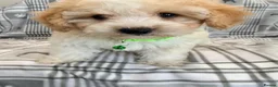 Maltipoo dogs for sale: Happy,loving affectionate Health Tested Maltipoo’s - Advert 9
