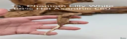 Gecko reptiles for sale: Stunning Mixed Morph Crested Gecko Babies! - Advert 13