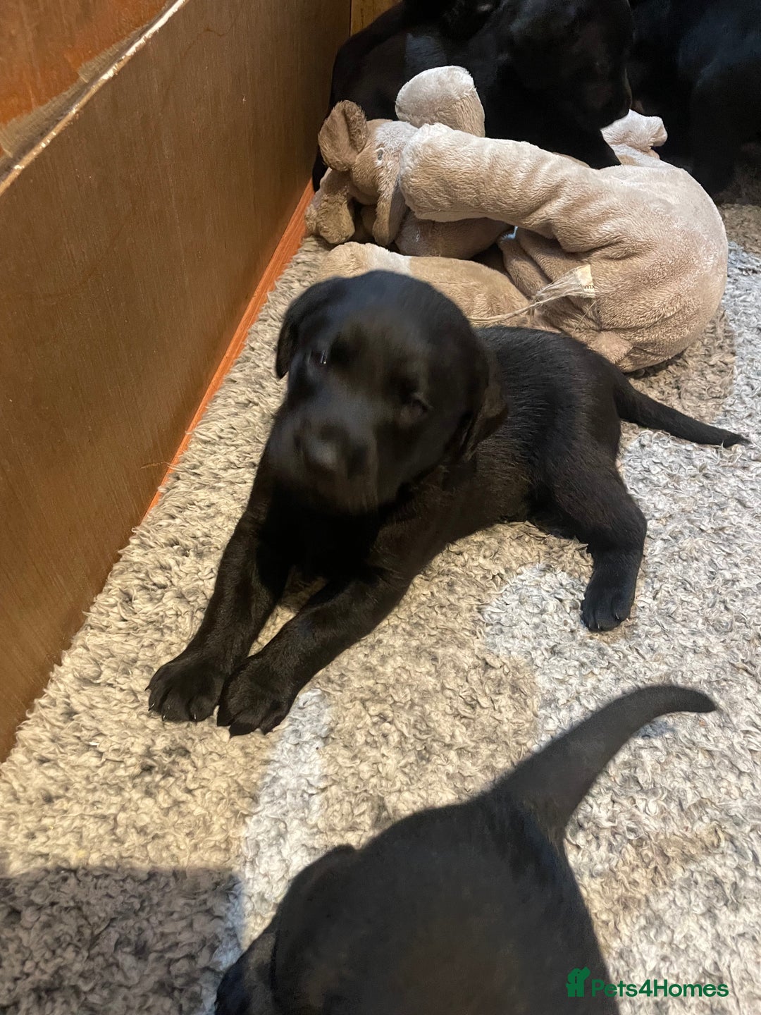 Labrador Retriever dogs for sale: Black Labrador puppies - Advert 2