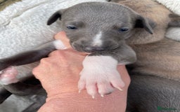 Whippet dogs for sale: Adorable home bred KC whippets - Image 14