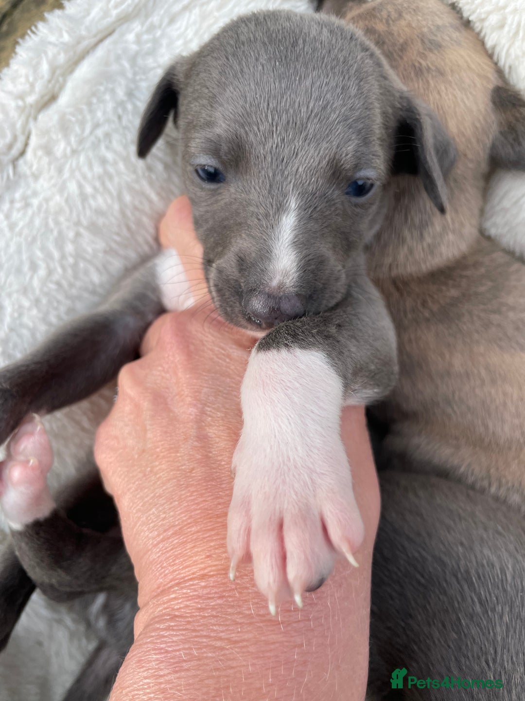Whippet dogs for sale: Adorable home bred KC whippets - Image 14