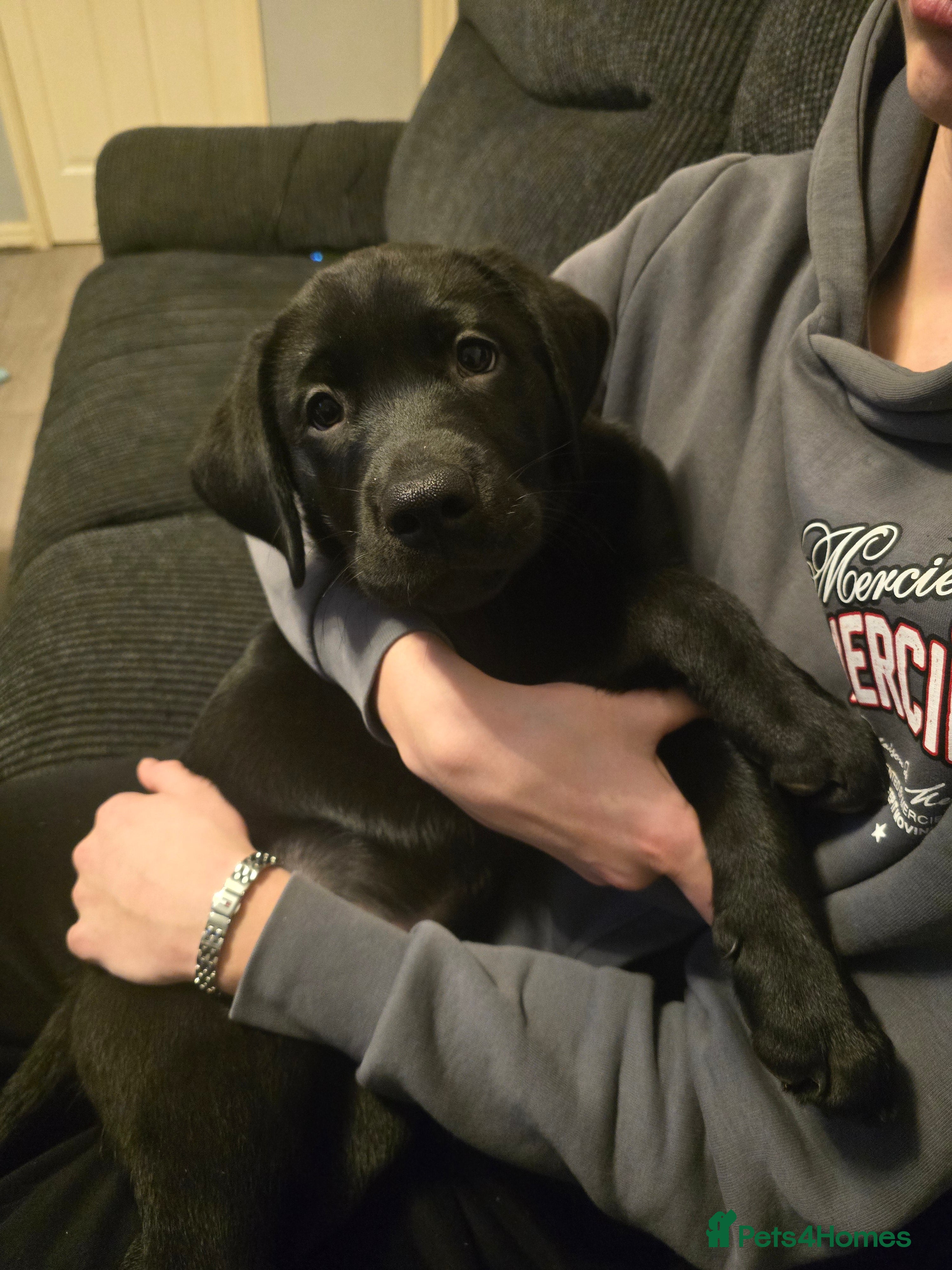 Labrador Retriever dogs Ready for home 🥰left last boy! - Advert 5