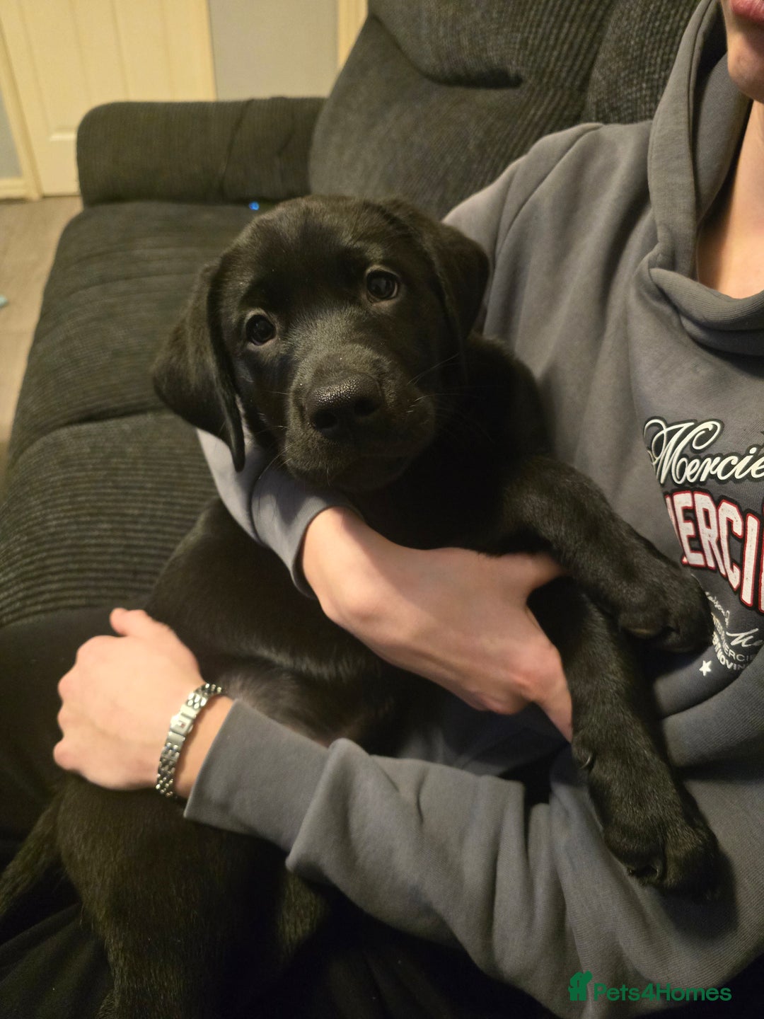 Labrador Retriever dogs for sale: Ready for home 🥰left last boy! - Advert 1