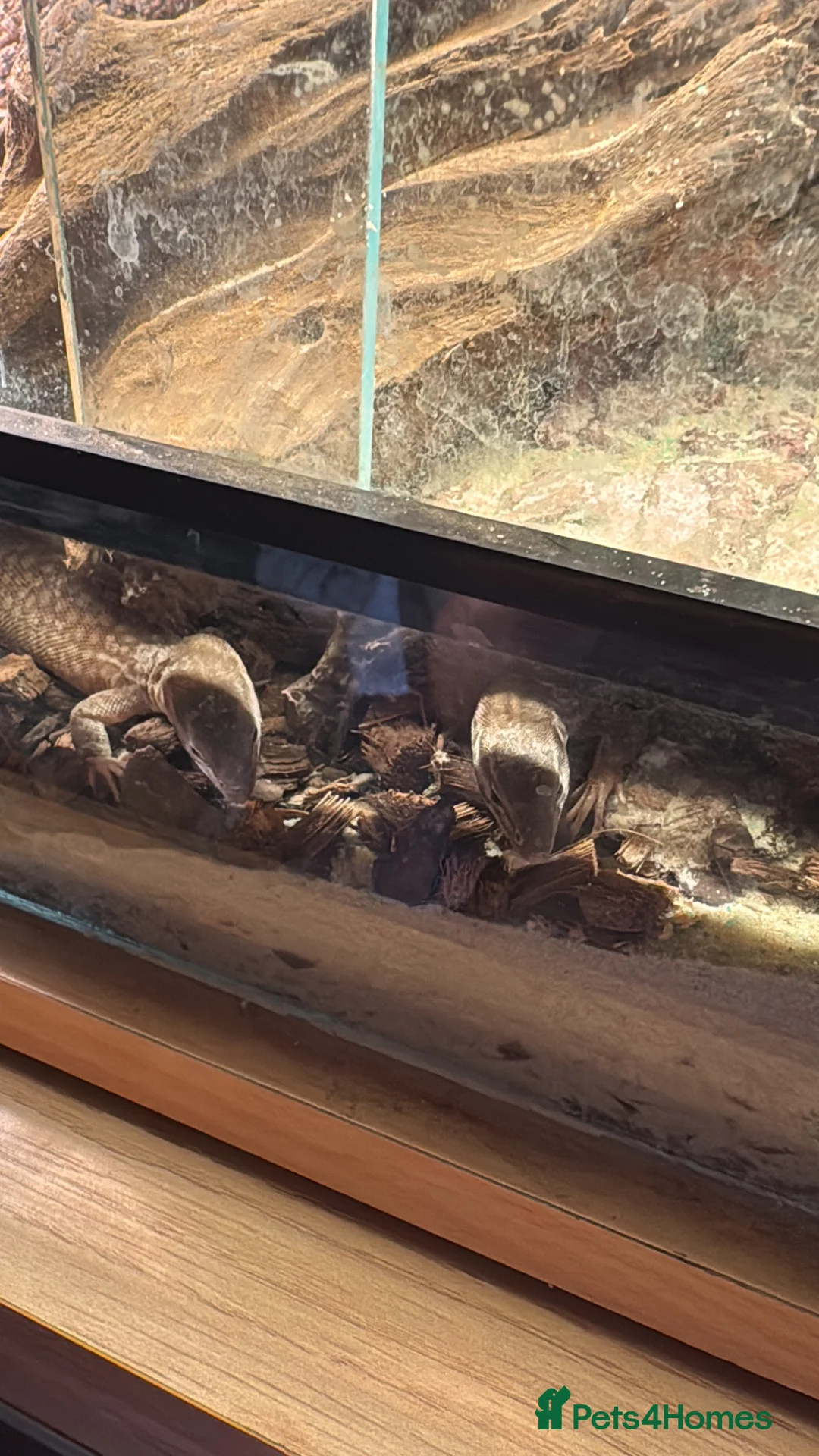 Monitor reptiles for sale: Ackie monitor  - Advert 1