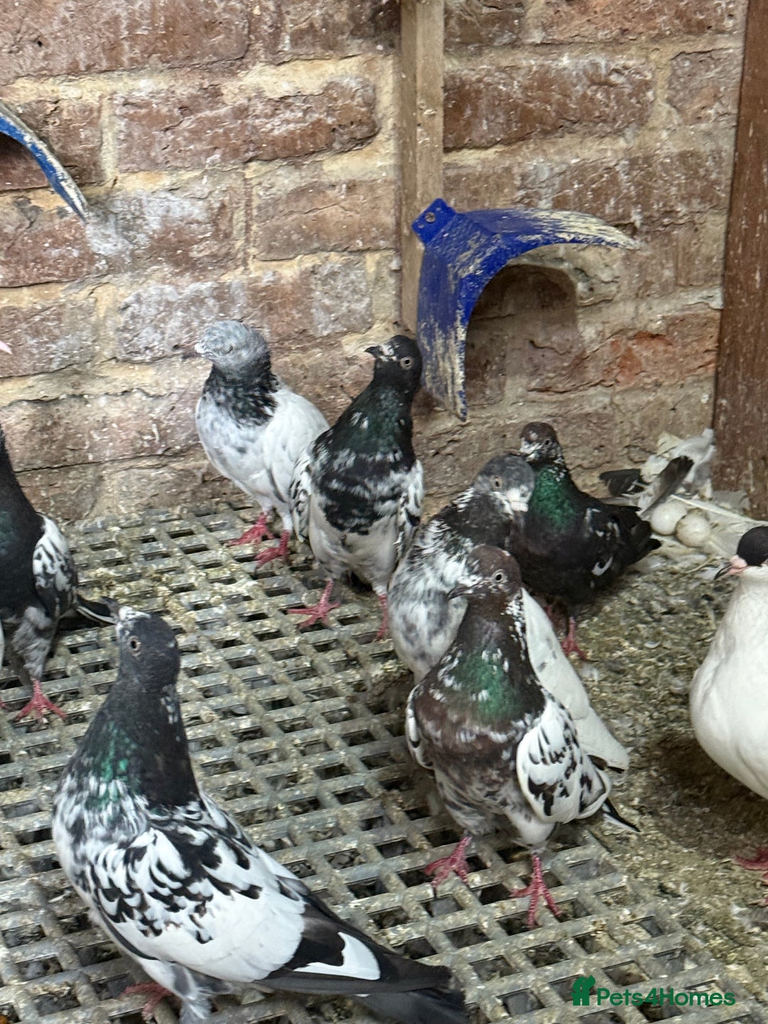 Pigeons birds for sale: Pakistani and afghani pigeons for sale  - Image 2
