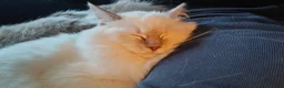 Ragdoll cats for sale: Exceptional rare lilac lynx Ragdoll in Stockport - Advert 6