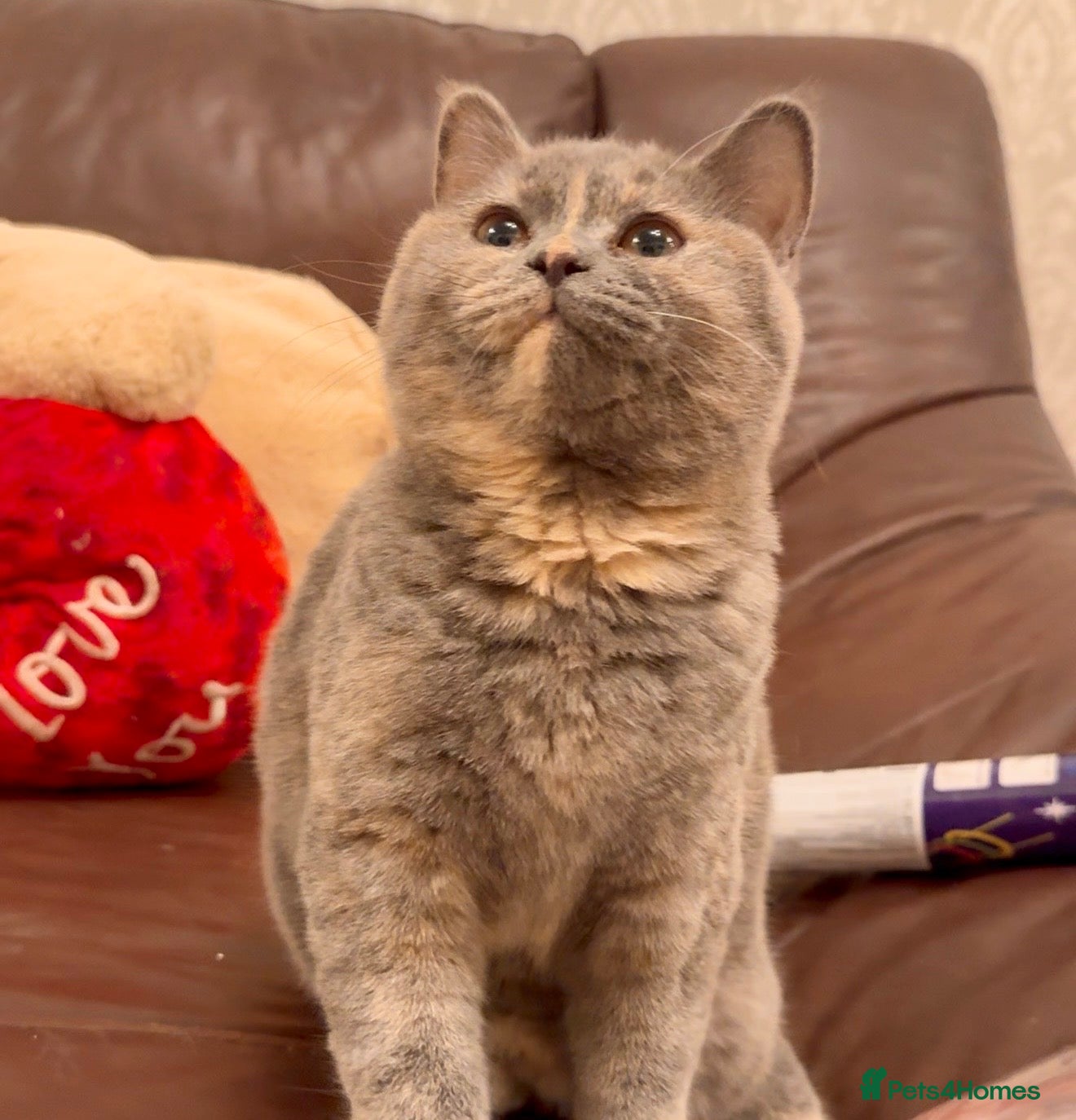 British Shorthair cats Only 1❤️ girl  left BSH kittens 😻 - Advert 1