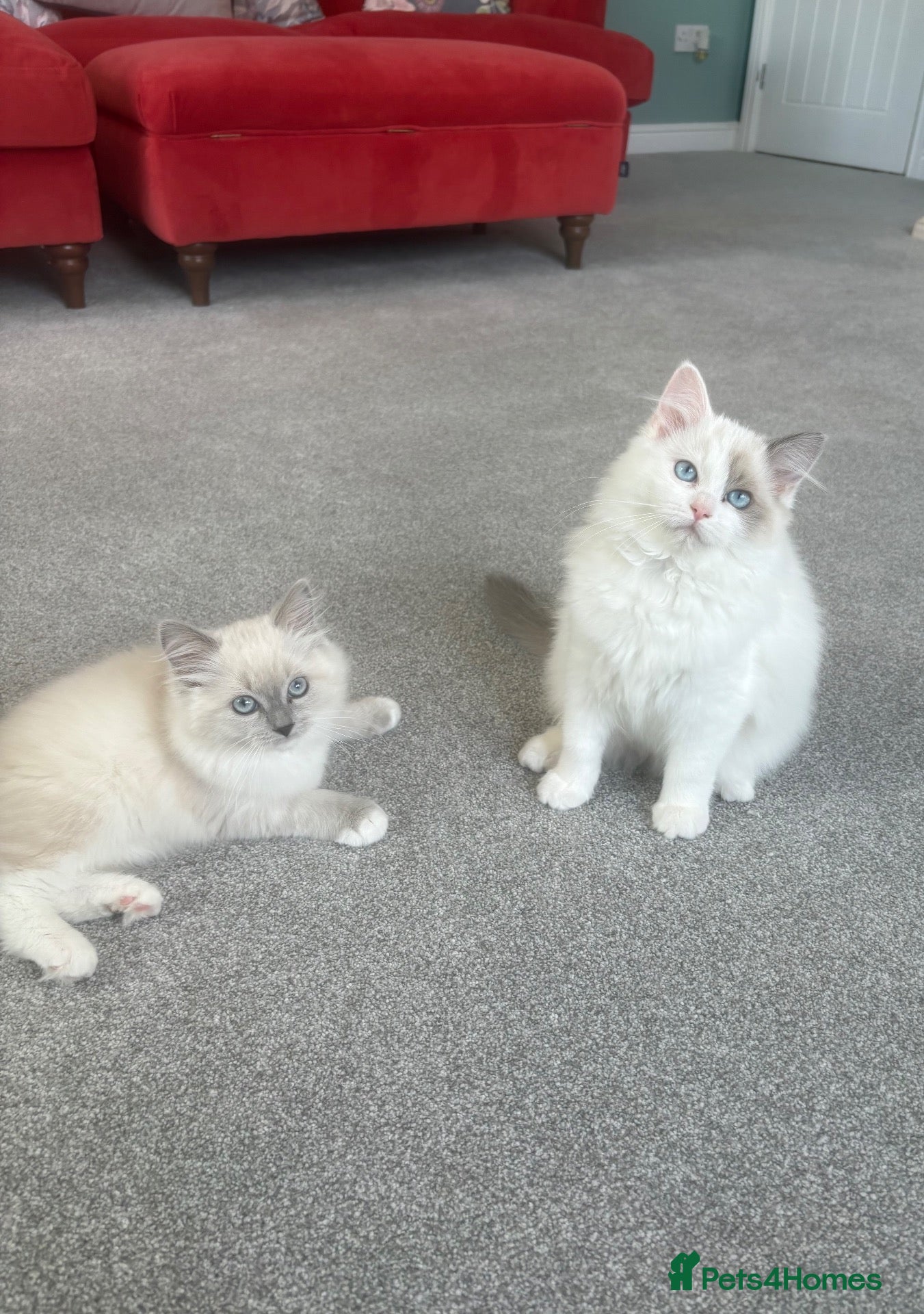 Ragdoll cats Chunky TICA/GCCF registered kittens - Advert 2