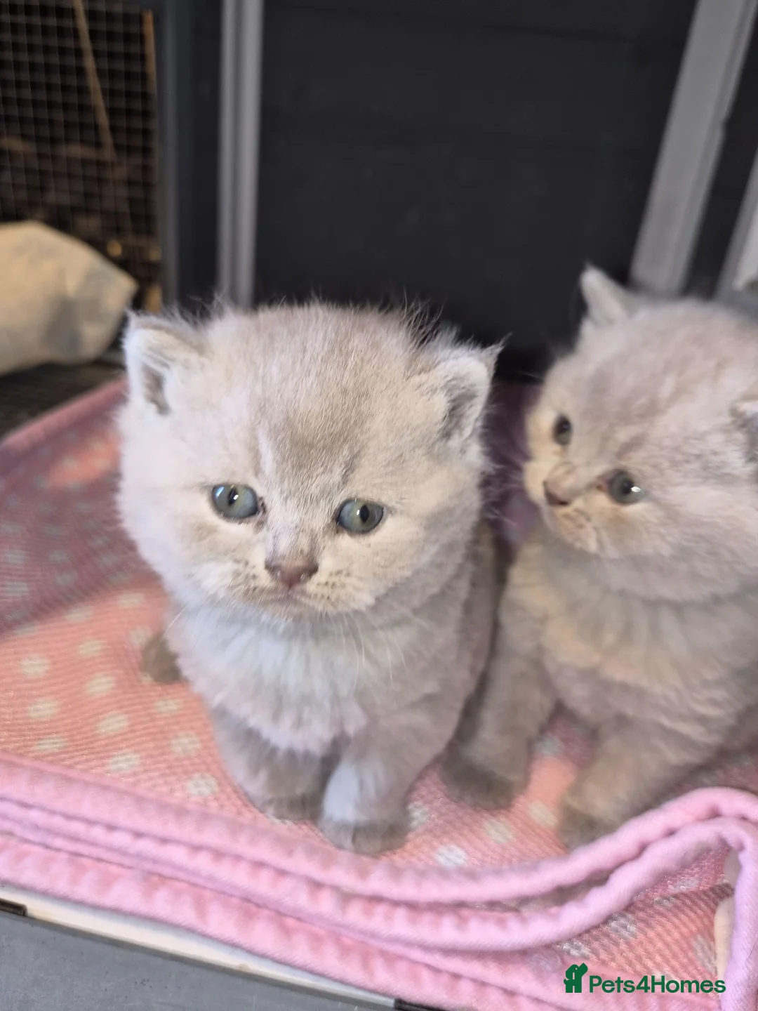 British Shorthair cats for sale: Stunning Lilac British Shorthair Female 2.5yrs  - Advert 4