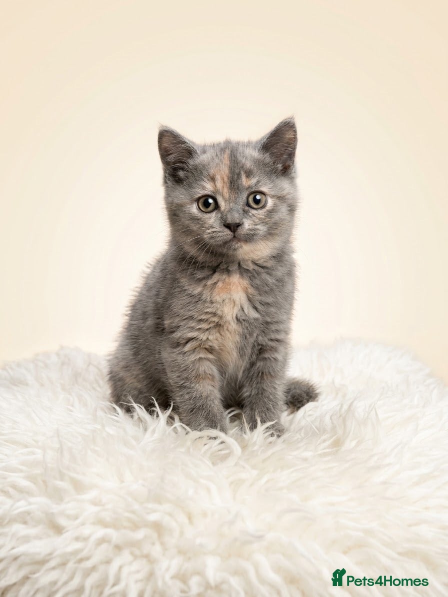British Longhair cats Gorgeous GCCF registered British long & shorthair  - Advert 10