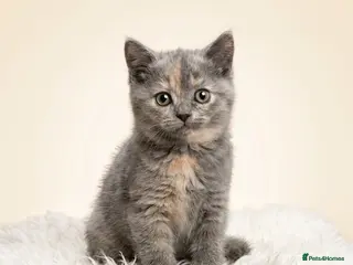British Longhair cats Gorgeous GCCF registered British long & shorthair - Advert 10
