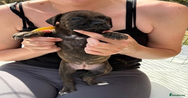 Mixed Breed dogs - Advert 14