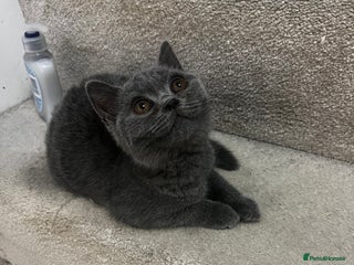 British Shorthair cats Last 2 stunning kittens BSH ready now - Advert 15
