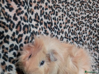 Guinea Pig rodents 5 month old guinea pig Mario male - Advert 1