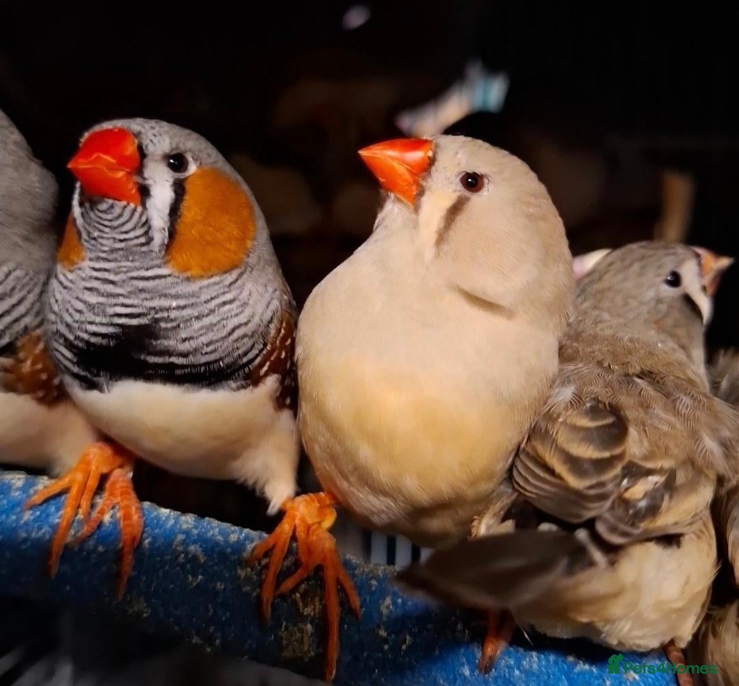 Finches birds Young mix zebra finches and other types available - Advert 5