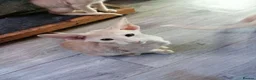 Oriental cats for sale: Oriental Siamese kittens gccf - Advert 6