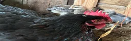 Chickens poultry for sale: French maran 7 cream leg bar chicks - Advert 14