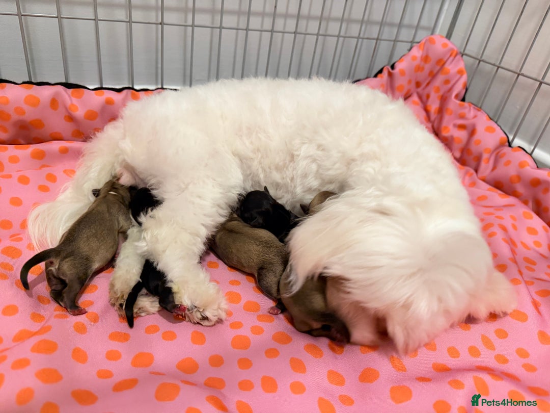 Mixed Breed dogs for sale: Malchi babies  - Advert 2