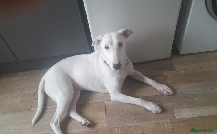 Mixed Breed dogs - Advert 1