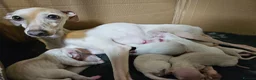 Italian Greyhound dogs for sale: 🤍 KC Registered Italian Greyhound Puppies 🤍 - Advert 2