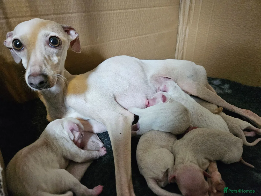 Italian Greyhound dogs for sale: 🤍 KC Registered Italian Greyhound Puppies 🤍 - Advert 2