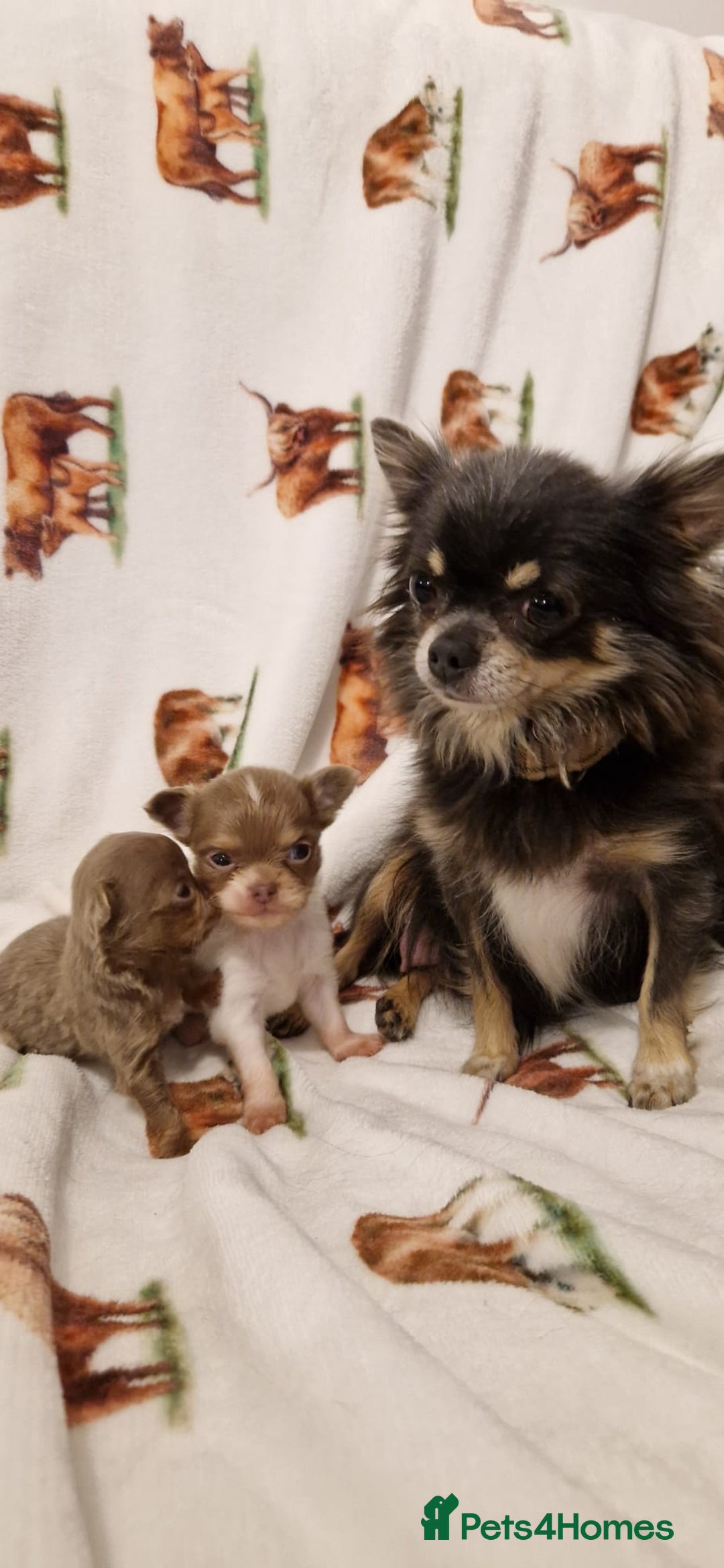 Chihuahua dogs for sale: Ready to go White/Lilac Parti Chihuahua - Advert 8