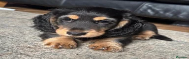 Miniature Dachshund 1